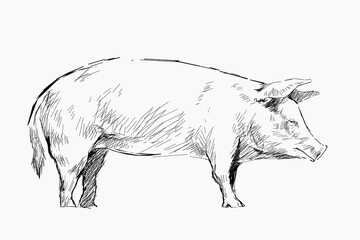 Pig sketch animal illustration vector