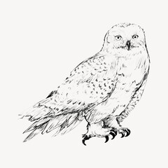 Snow owl animal illustration vector