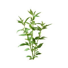 Fototapeta premium Lush Green Herb Plant, Isolated on Transparent Background