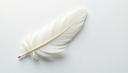 Fototapeta premium Crisp white feathers on pristine white surface, stock, simple, wildlife