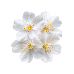Obraz premium Four Delicate White Blossoms on Transparent Background