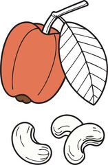 Cashew Nut and Fruit Botanical Illustration 