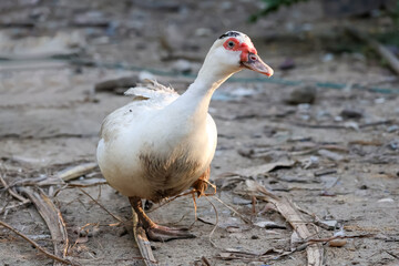 The white Muscovy Duck is stay in nature garden