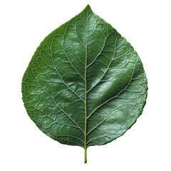 Fototapeta premium Exploring green leaf patterns nature botanical photography close-up. Isolated on transparent background, png.