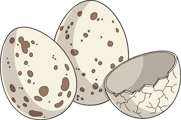 Quail Eggs Vector Illustration Clipart