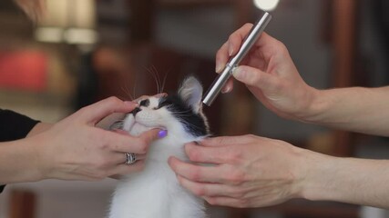 This is a Gentle Cat Grooming Session where your feline receives Professional Care and comfort