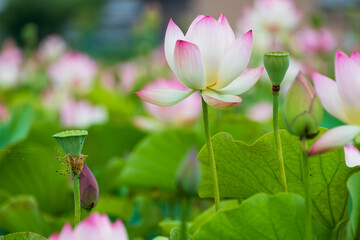初夏に咲くピンクの蓮の花
