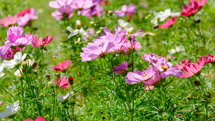 色とりどりのコスモスが咲く秋の花畑