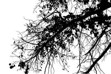 Natural large branch of old oak tree with leaves on transparent background