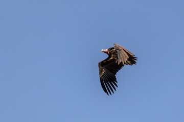 Lappet faced vulture (Torgos tracheliotos) in flight, against a bright blue sky in the kruger national Park, South Africa.