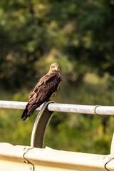 A yellow-billed Kite, looking over its shoulder, perched on the edge of a bridge in the Kruger national park in South Africa,