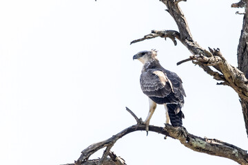A young marshal eagle on a branch of a dead tree in the Kruger National Park, South Africa.