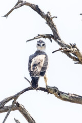 Juvenile Martial eagle, perched in a dead tree, looking over its shoulder, in the Kruger National park, South Africa