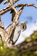 A curious martial eagle peeking between the dead branches of an iron wood tree in the wooded Savana of the Kruger National Park, South Africa.