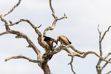 A young white -backed vulture, having already left the nest, begging food from its mother, perched in a dead tree in the Kruger National Park, South Africa.