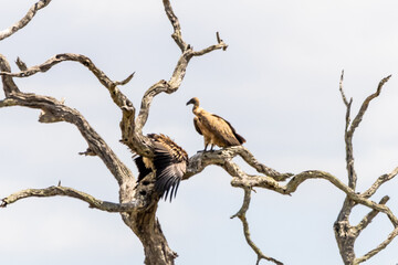A young white -backed vulture, having already left the nest, begging food from its mother, perched in a dead tree in the Kruger National Park, South Africa.