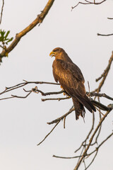 A yellow-billed Kite, with its beak slightly open, perched on dead branches in the golden early morning light in the Kruger National Park.