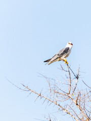 Black winged kite perched on the top of the fine branches of an acacia bush, against a pale blue sky.