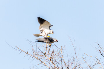 Mating black wing kites, in the Kruger National Park.