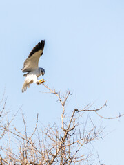 A black winged kite in the action of coming to perche on a thin branch of a thorn tree, with its wings spread.