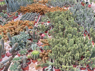Variety of cactuses in pots at a nursery garden