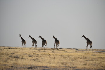 Giraffe in line