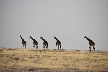 Giraffe in line