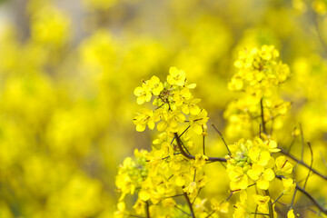 菜の花の咲き誇る春の風景