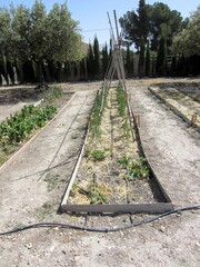 courgette peppers and tomatoes in vegetable patch with drip irrigation
