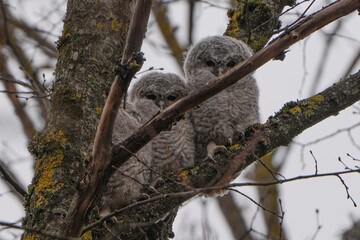Tawny owls chicks are sitting in a tree