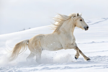 Fototapeta premium A beautiful white equine gallops through the snowy winter landscape