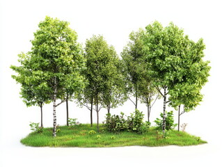 Group of Trees in a Meadow Illustration