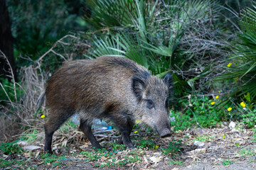 wild boar in forest