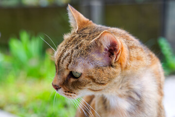 Close-up headshot of cute female red brown adult tabby cat outdoors at garden. Photo taken April...