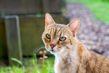 Close-up headshot of cute female red brown adult tabby cat outdoors at garden. Photo taken April 22nd, 2025, Zurich, Switzerland.