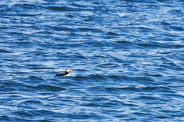 An Atlantic puffin, Fratercula arctica, bobbing on the cold blue waters of the Arctic, off the coast of Svalbard. Also known as the common puffin, is a species of seabird in the auk family.