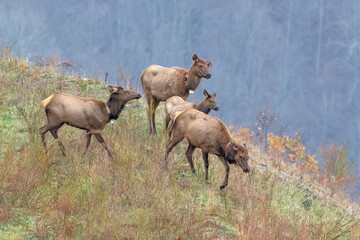 Fototapeta premium Elk