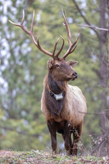 Elk