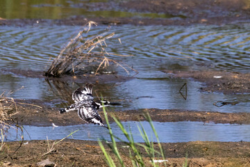 A pied kingfisher in flight over a small stream in the Kruger National Park of South Africa.