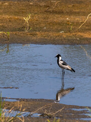 A blacksmith lapwing with its reflection standing in a shallow stream in the Kruger national Park.