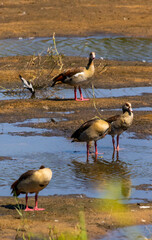 A small flock of Egyptian Geese in a standing in a shallow stream with sandbanks, in the Kruger National Park, South Africa.