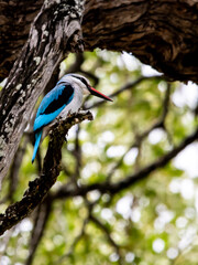 Vibrant blue woodland Kingfisher perched on a bare branch in a tree in the kruger National Park,...