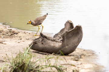 A lower jaw-bone of an old skull at the edge of a water pool, with an African wattled lapwing, hunting in the background