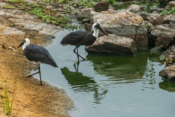 Two wooly-necked storks busy foraging in a small temporary puddle in the Kruger National Park of South Africa.
