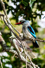 Vibrant blue woodland Kingfisher perched on a bare branch in a tree in the kruger National Park, South Africa.