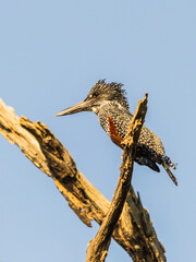 Giant kingfisher perched on a dead tree against a pale blue sky at Lake Panic in the Kruger National Park in South Africa.