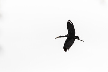An African Openbill stork, with its large beak, flying against a gray overcast sky, in the Kruger National Park, South Africa.