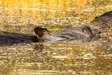 A green-backed heron busy hunting from a semi-submerged dead tree stump in the golden light of the early morning at Lake Panic in the Kruger National Park.