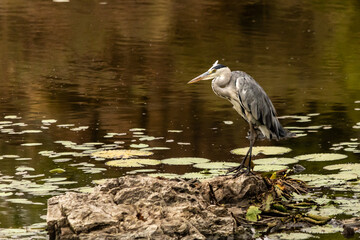 A grey heron at a small tranquil pool, covered in waterlilies in the Kruger National Park, South Africa.