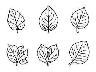 Fototapeta premium Basil leaf line art elegant sketch for kitchen wall decor